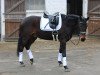 dressage horse Rain man S (German Warmblood, 2006, from Rosenprinz)