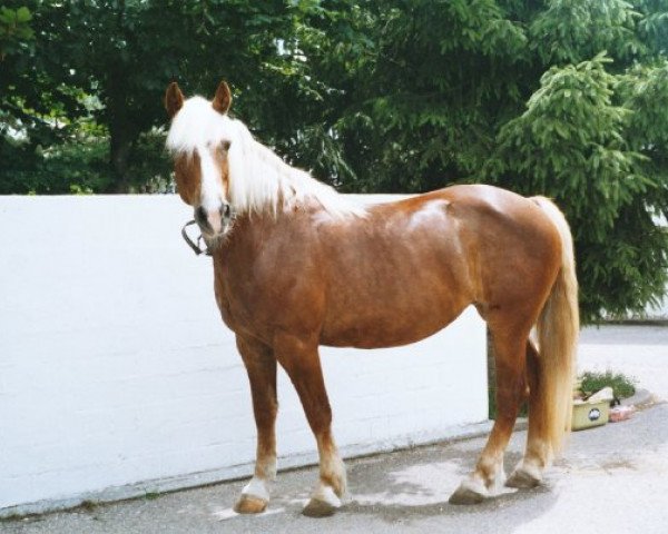 Zuchtstute Steffi (Haflinger, 1989, von Stanis)