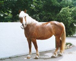 Pferd Steffi (Haflinger, 1989, von Stanis)