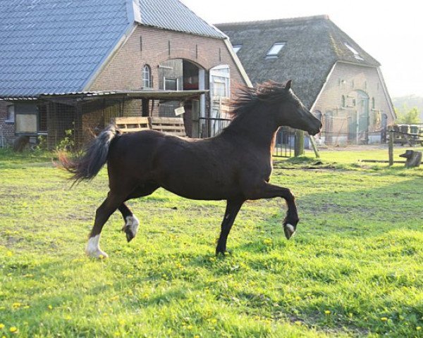 Zuchtstute Gerstloo's Babe (Welsh-Cob (Sek. D), 2009, von Trefaes Brenin Victor)