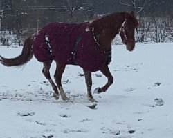 Pferd Malaika (Trakehner, 2006, von Offenbach)