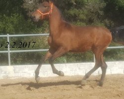 horse Aristol de Finca Barroco (Pura Raza Espanola (PRE), 2015)