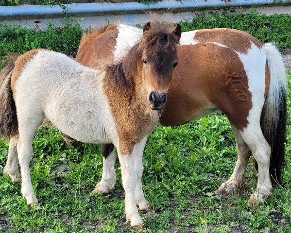 Pferd Funny Girl vom Burgblick (Shetland Pony (unter 87 cm), 2021, von Loulou van het Hoge Huis)