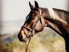 broodmare Gracy (Trakehner, 2010, from Camaro)