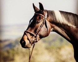 Zuchtstute Gracy (Trakehner, 2010, von Camaro)