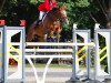 jumper Kilmullen Olympic Cruise (Irish Sport Horse, 2003, from Olympic Lux)