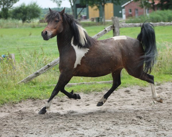 Pferd Shakira It's Showtime (Welsh-Mix, 2011)