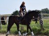 dressage horse San Serafino (Hanoverian, 2009, from San Amour I)