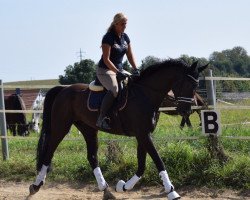 dressage horse San Serafino (Hanoverian, 2009, from San Amour I)