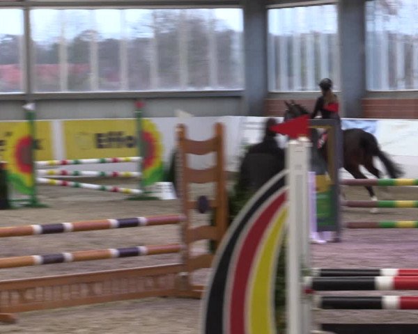 Reitturnier Greven 2019