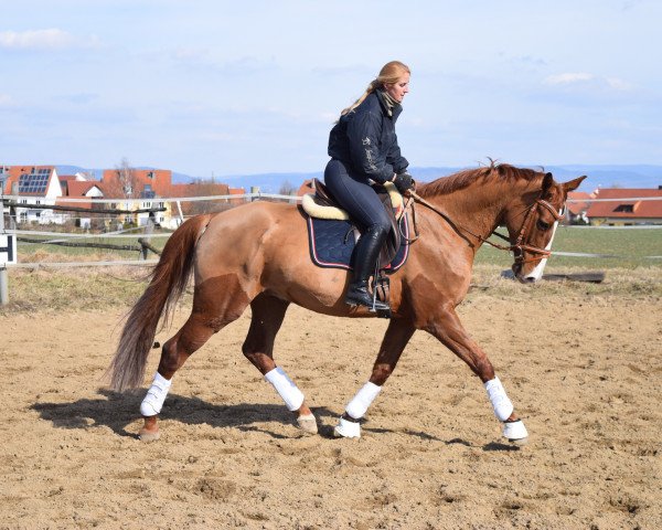 dressage horse Fabius (Hanoverian, 2010, from Fürst Nymphenburg)