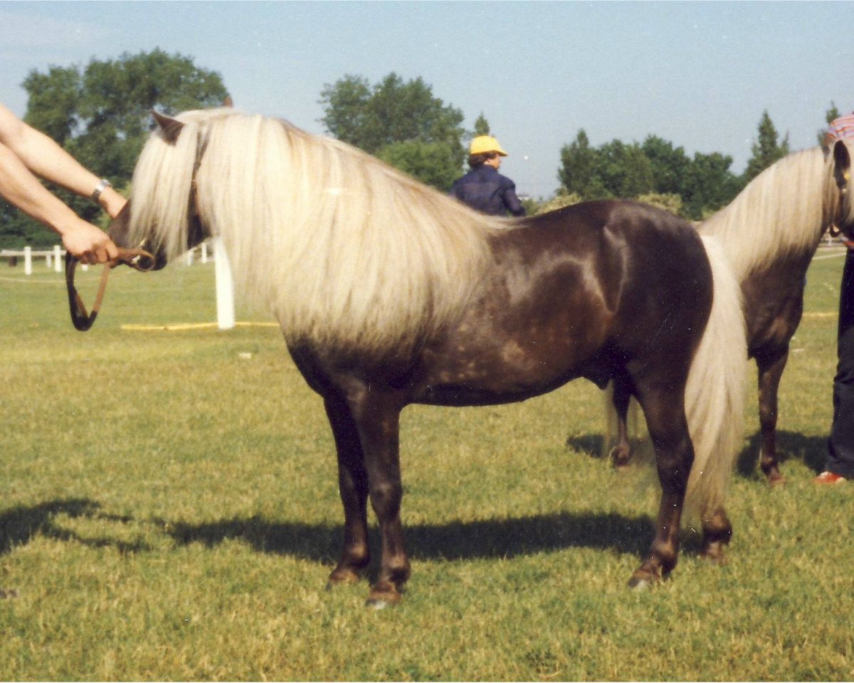 stallion Birko (Dt.Part-bred Shetland pony, 1971, from Birk of Woodhall)