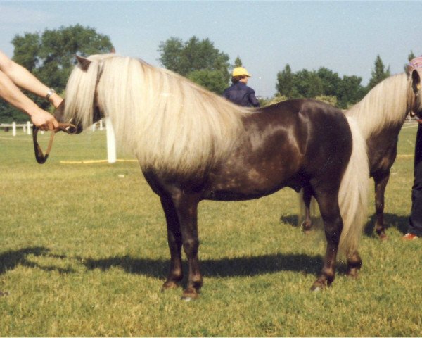stallion Birko (Dt.Part-bred Shetland pony, 1971, from Birk of Woodhall)