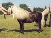 stallion Birko (Dt.Part-bred Shetland pony, 1971, from Birk of Woodhall)