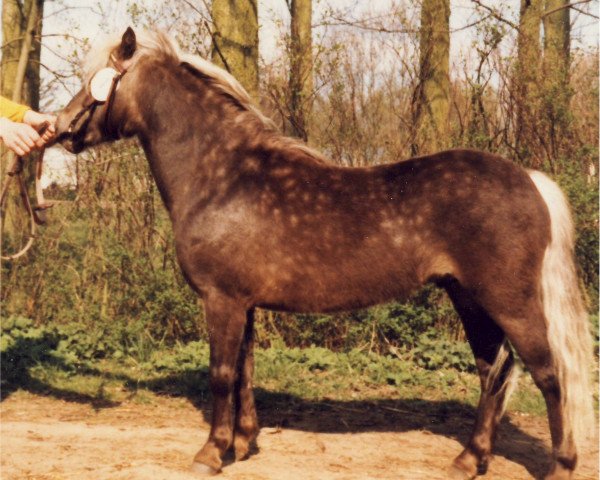 stallion Jaguar (Dt.Part-bred Shetland pony, 1979, from Julius Caesar)