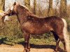 stallion Jaguar (Dt.Part-bred Shetland pony, 1979, from Julius Caesar)