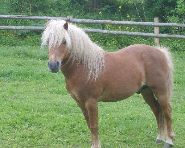 stallion Baron (Dt.Part-bred Shetland pony, 1991, from Birko)