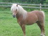 Deckhengst Baron (Dt.Part-bred Shetland Pony, 1991, von Birko)