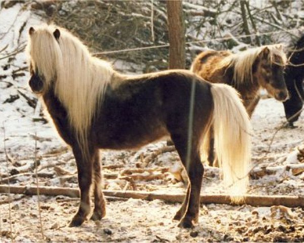 stallion Billy (Dt.Part-bred Shetland pony, 1981, from Birko)
