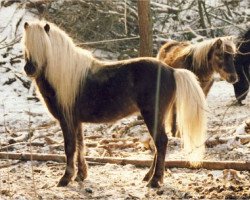 stallion Billy (Dt.Part-bred Shetland pony, 1981, from Birko)