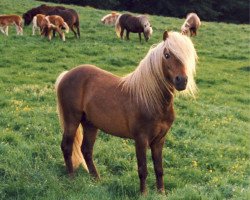 broodmare Pinkie (American Classic Shetler. Pony, 1965, from Plantation's Billy The Kid)