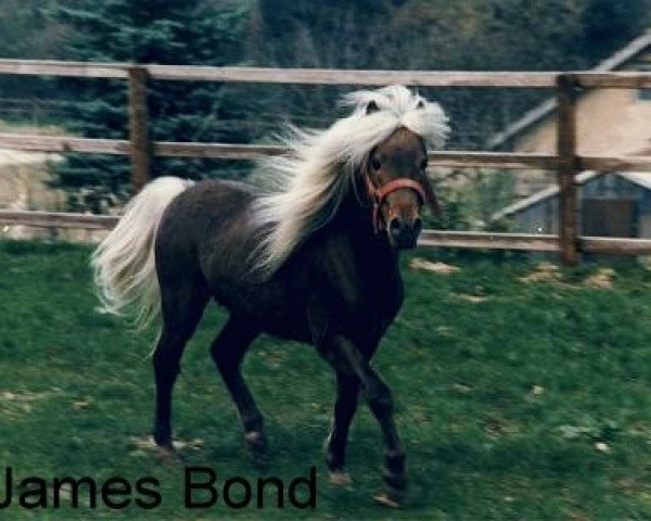 stallion James Bond (Dt.Part-bred Shetland pony, 1983, from Julius Caesar)