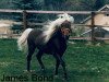 stallion James Bond (Dt.Part-bred Shetland pony, 1983, from Julius Caesar)