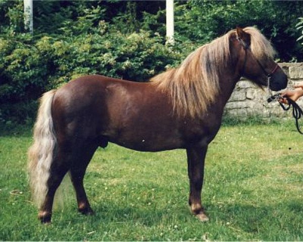 stallion Whymper I (Shetland Pony, 1986, from Wacker I A 247)