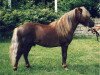 stallion Whymper I (Shetland Pony, 1986, from Wacker I A 247)