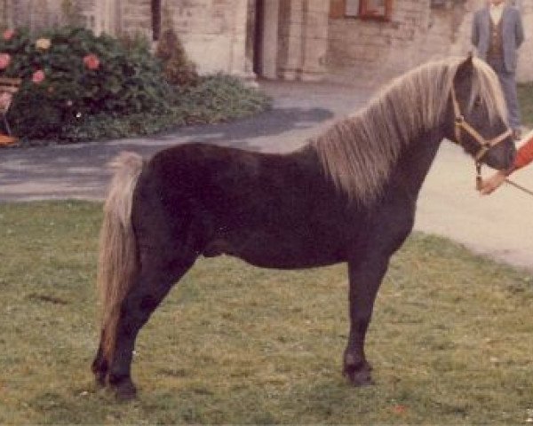 stallion Jaegermeister (Dt.Part-bred Shetland pony, 1970, from Jiggs)