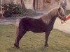 stallion Jaegermeister (Dt.Part-bred Shetland pony, 1970, from Jiggs)