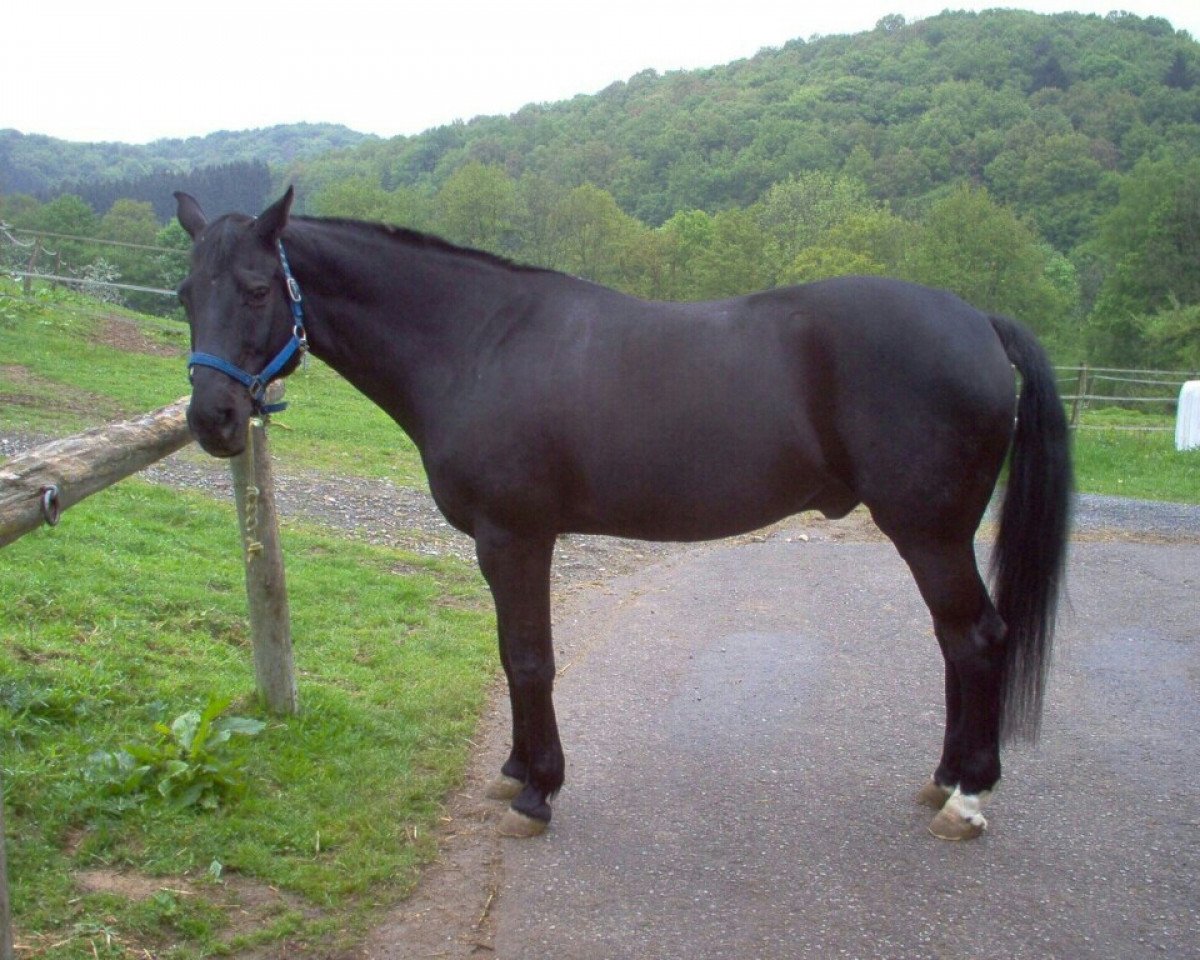 jumper Elliot 40 (Hanoverian,  , from Espri)