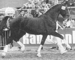 stallion Istanboel (KWPN (Royal Dutch Sporthorse), 1967, from Simon Bolivar)