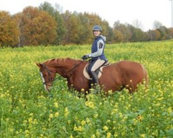 broodmare Cleo (Saxony-Anhaltiner, 1999, from Cantares)