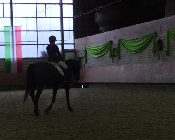 Reitturnier Hellefeld 2019