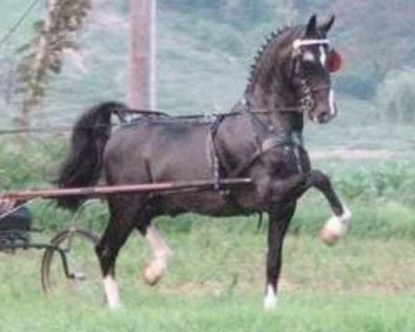 jumper Moneymaker (KWPN (Royal Dutch Sporthorse), 1994, from Farao)