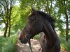 dressage horse Saint John 2 (Hanoverian, 2007, from Sunlight xx)