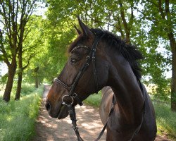 dressage horse Saint John 2 (Hanoverian, 2007, from Sunlight xx)