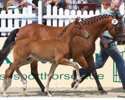 Pferd Castello (Deutsches Reitpony, 2011, von Carlson)