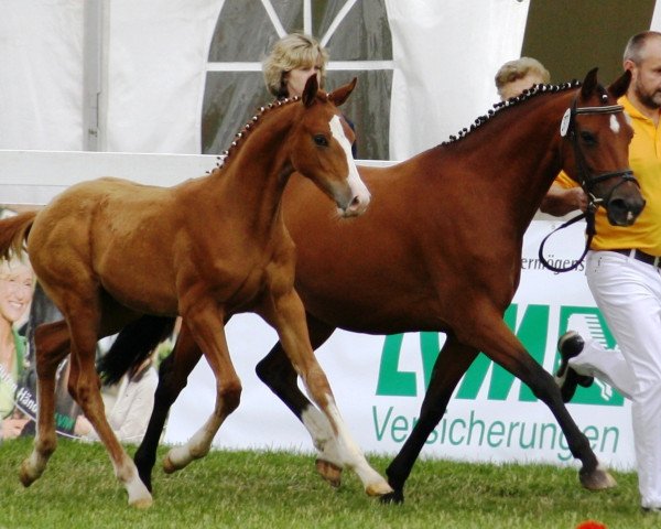 Pferd Carlo (Deutsches Reitpony, 2009, von Carlson)