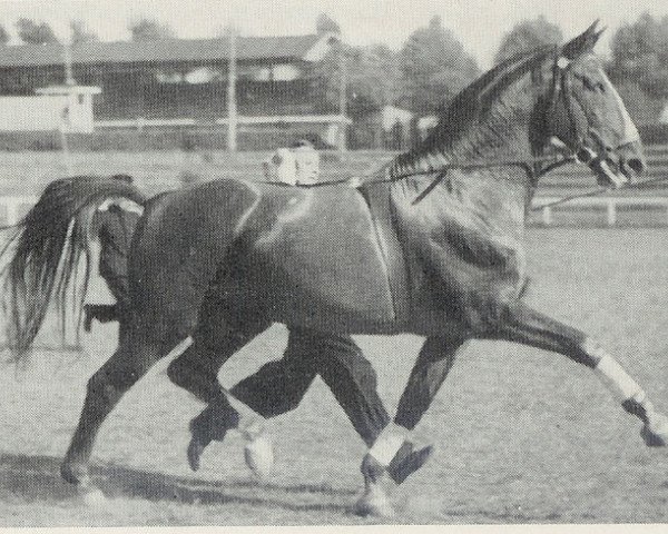 stallion Doktorand I (Hanoverian, 1940, from Dolman)