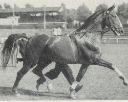 Deckhengst Doktorand I (Hannoveraner, 1940, von Dolman)