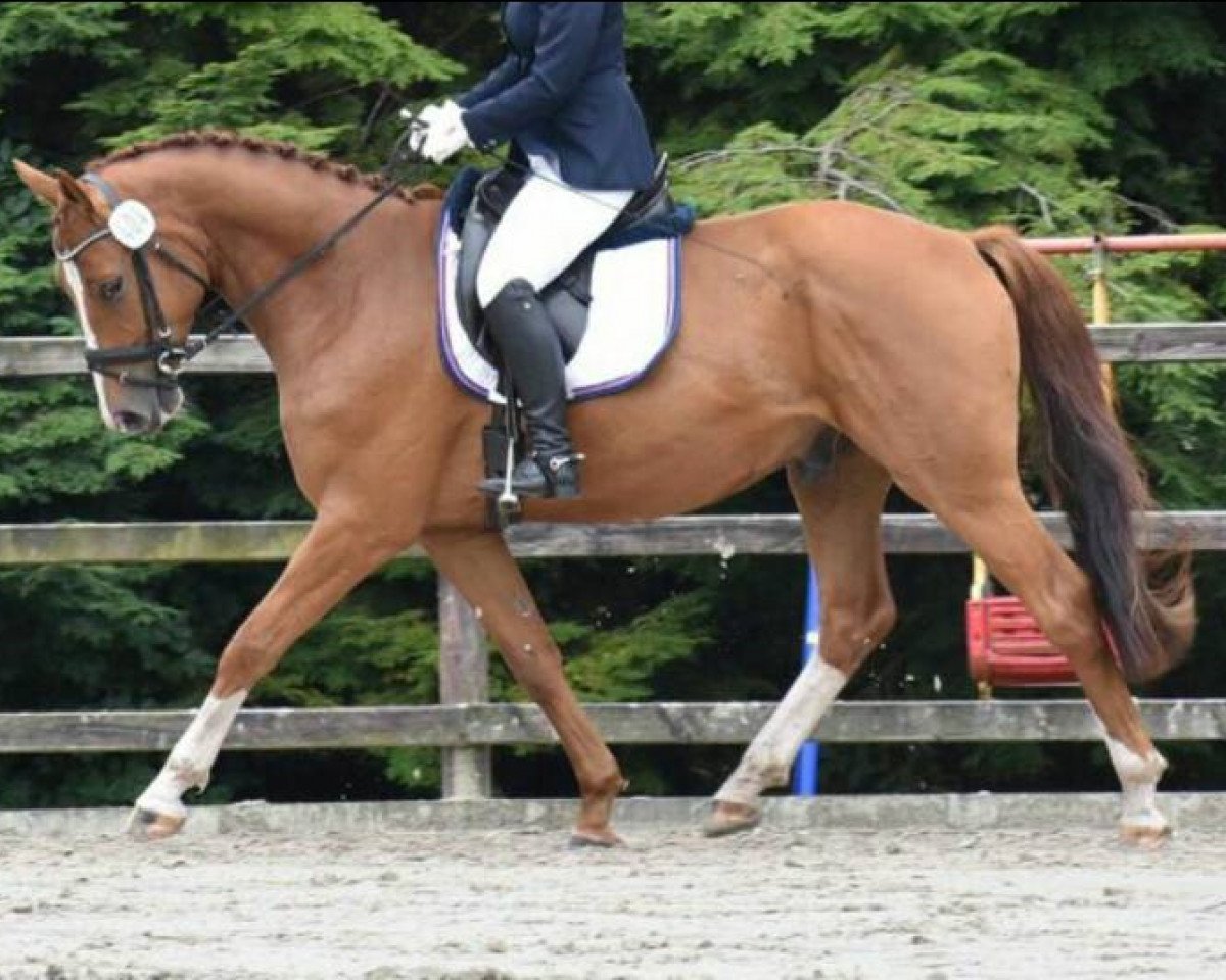 horse Racker S (Hanoverian, 2012, from Van Schijndel's Rascin)