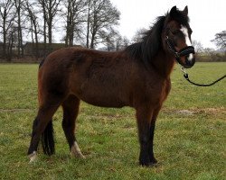 broodmare Gretje (German Riding Pony, 1996, from Beauty Boy)