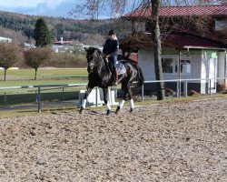 broodmare Aura Dior (Hanoverian, 2007, from Adlantico As)