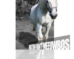 broodmare Ovation van het Meeuwbos (Belgian Warmblood, 1991, from Latano I)