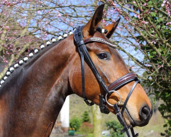 dressage horse Lili Marleen PK (Westphalian, 2012, from L'espoir)