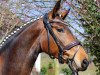 dressage horse Lili Marleen PK (Westphalian, 2012, from L'espoir)