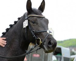 horse Lady Lavinja (Württemberger, 2006, from Lord Laptop)