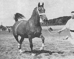 broodmare Netty (Gelderland, 1949, from Amburg)